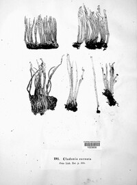 Cladonia cornuta image